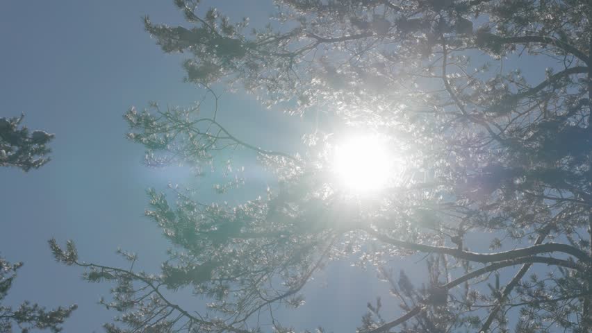 A bright sun dominates the frame, shining intensely through the silhouetted evergreen branches of a pine forest under a clear blue sky. Parallax video.