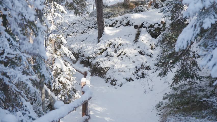 A narrow snowy trail leads through the snow-covered pine forest. Branches hanging above the trail.