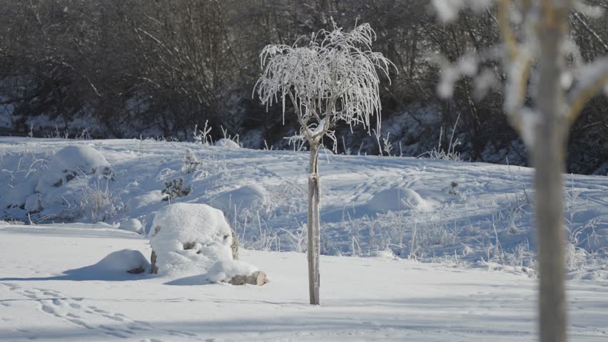rozen Branches and Trees Covered in Snow and Icicles in a Deep Winter Landscape
