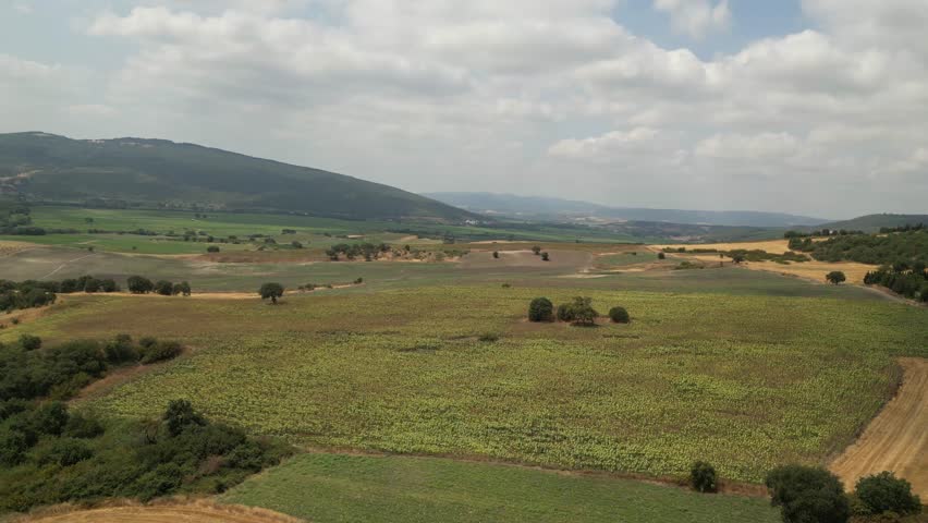 4K drone rising high above a wide sunflower field, revealing expansive yellow blooms, open farmland, and a broad panoramic summer landscape