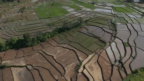 Aerial view of lush terraced rice fields showcasing rural agriculture, irrigation patterns, and sustainable farming. Natural landscape with vibrant green paddies and water reflections ideal - Powered by Shutterstock - Get 15% off with code: PIKWIZARD15
