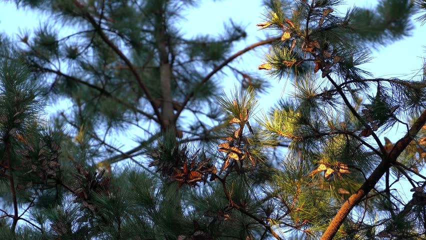 Endangered Western Monarch Butterflies roosting, clustering, and fluttering their bright orange wings as the sunlight spotlights them above the pine trees of Pacific Grove, Monterey, California.