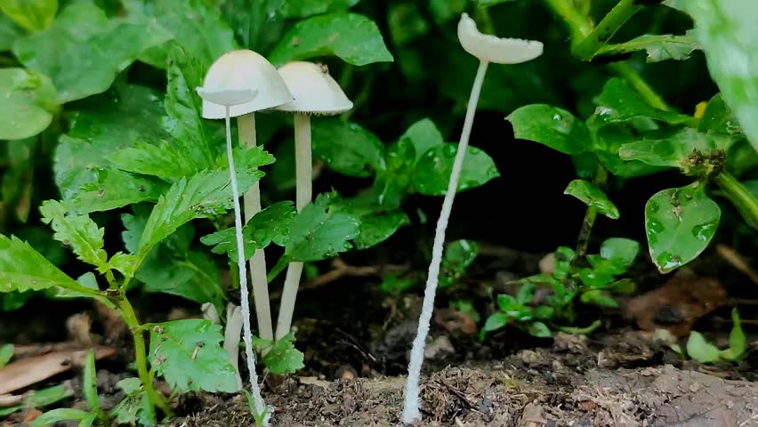 Stunning macro shot of delicate white mushrooms (fungi) growing in damp soil among lush green leaves. Perfect nature stock footage for botany, environment, or relaxation projects.