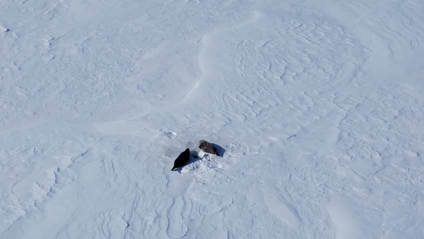 Glacier front in arctic spring, two harbour seals enjoying sun in Svalbard, close to Pyramiden. If you look closely you will see polar bear tracks around the breathing hole seals hang out.