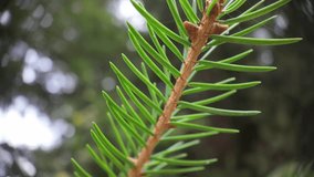 Close-up video of vibrant fir needles with soft background blur, ideal for nature themes, botanical footage, eco visuals and seasonal outdoor projects - Powered by Shutterstock - Get 15% off with code: PIKWIZARD15
