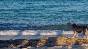 Two dogs play and swim in the gentle Mediterranean waves at Kriaritsi beach, Greece, captured in the warm light of a late afternoon - Powered by Shutterstock - Get 15% off with code: PIKWIZARD15