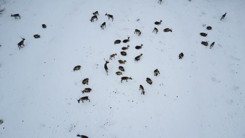 Aerial drone view of reindeer herd in snow winter Lapland Finland. 