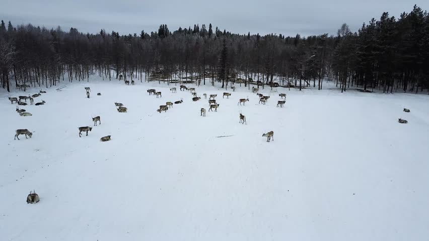 Aerial drone view of reindeer herd in snow winter Lapland Finland. 