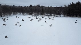 Aerial drone view of reindeer herd in snow winter Lapland Finland.  - Powered by Shutterstock - Get 15% off with code: PIKWIZARD15
