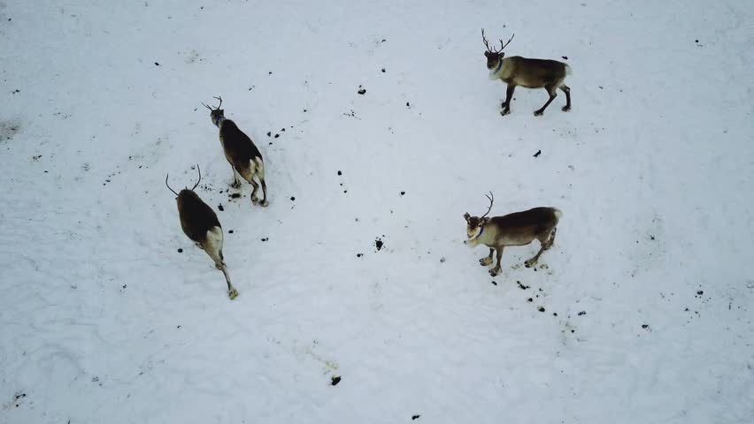 Aerial drone view of reindeer herd in snow winter Lapland Finland. 
