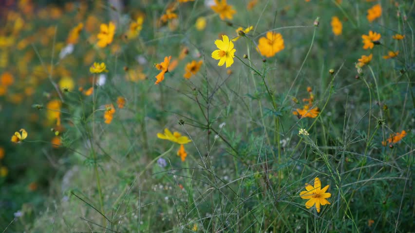 A small yellow cosmos flowers blowing in the wind