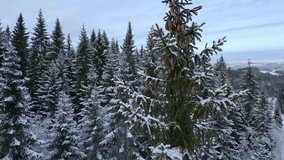Pinecones atop a pine tree surrounded by snow-covered forest. - Powered by Shutterstock - Get 15% off with code: PIKWIZARD15