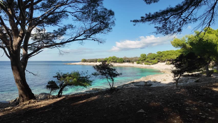 Walking through pine branches as a turquoise cove slowly comes into view on Dugi Otok, Croatia. Calm Adriatic waters and peaceful coastal nature.