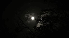 Bright full moon in dark night sky behind tree branches silhouette. Concept of astronomy, horror, mystery, nature, dreams and darkness - Powered by Shutterstock - Get 15% off with code: PIKWIZARD15