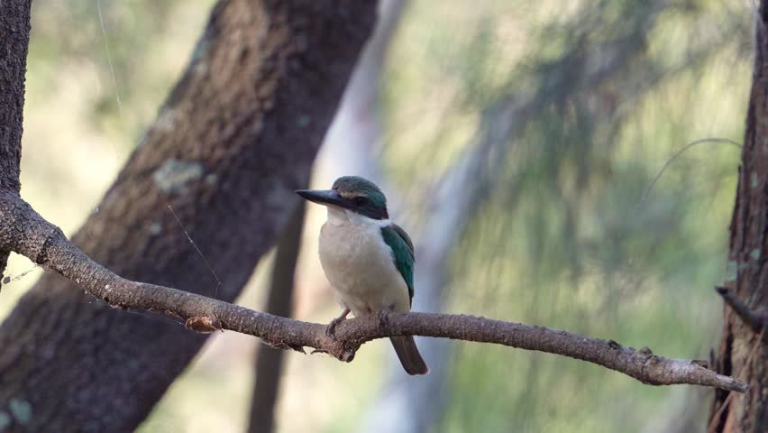 Close up shot of a kingfisher perched on a branch, with a soft-focus background of trees and foliage, surveying the surroundings.