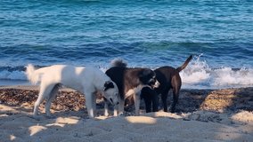 Dogs play and enjoy the shore of Kriaritsi Beach, Greece, with gentle Mediterranean waves behind them and warm late-afternoon light highlighting their companionship - Powered by Shutterstock - Get 15% off with code: PIKWIZARD15