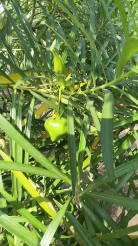 Surat, India – Dec 5 2025: Close-up view of a green oleander seed pod growing on a Nerium oleander plant surrounded by long narrow leaves in natural daylight.