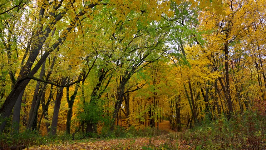 The beginning of autumn in the forests of Minnesota, with trees full of green and gold leaves, on a calm and cloudy day