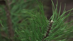long green needles of a coniferous tree branch close-up. pine or spruce - Powered by Shutterstock - Get 15% off with code: PIKWIZARD15