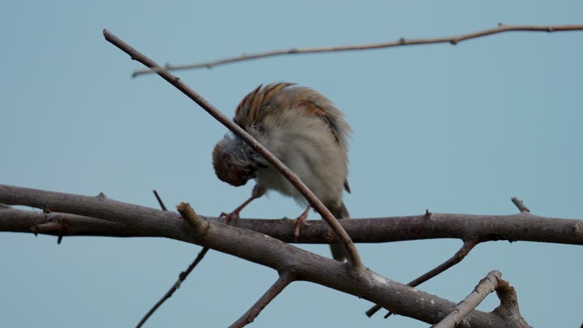 A yellow-throated sparrow sits on a branch against a cloudless sky, preening its beautiful feathers, looking around, hopping, and trying to fly to another spot.