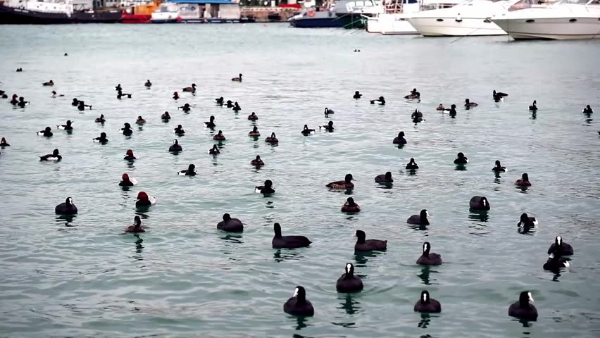 Black ducks, coots, swim in coastal area near pier in sea. Not AI
