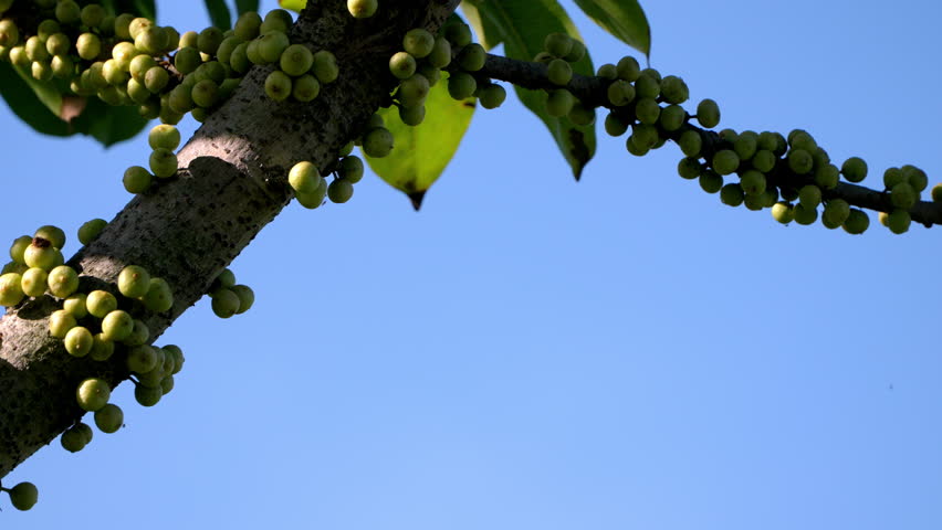 Dense cluster of edible Gular Fig fruits growing on the trunk of this large deciduous tree. Valued for shade, wildlife support, and traditional medicine.