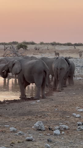 A herd of African elephants drinking from a waterhole at sunset, Etosha National Park, Namibia.