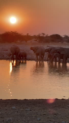 A herd of African elephants drinking from a waterhole at sunset, Etosha National Park, Namibia.