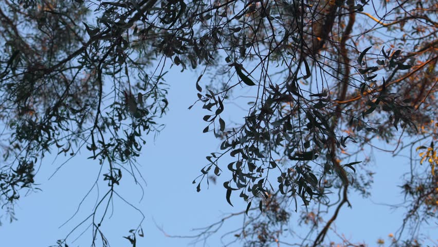 Endangered Western Monarch Butterflies overwintering under non-native eucalyptus trees along the California Coast, a vital habitat for survival. 4K wildlife viewing in Pacific Grove, California.