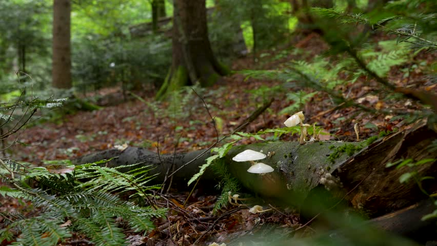 Close up of white forest mushrooms growing on mossy fallen tree trunk in damp green woodland after rain.