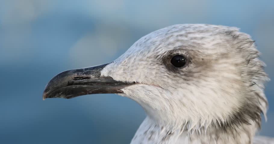 An extreme close-up, detailed video of a seagull