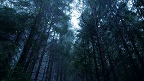 Looking up at tall conifer trees fading into fog in dense misty forest, branches silhouetted against sky. - Powered by Shutterstock - Get 15% off with code: PIKWIZARD15