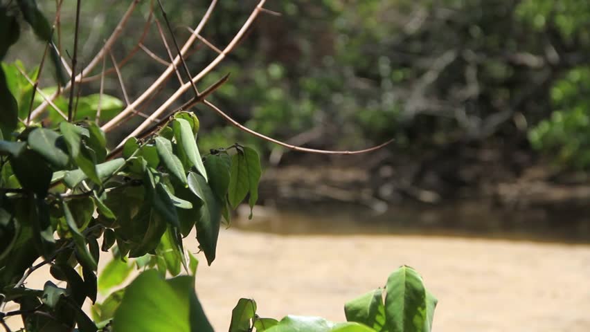Mangrove landscape of Meaipe in Guarapari. Swamp, dry branches, green vegetation, river, muddy water, mud.