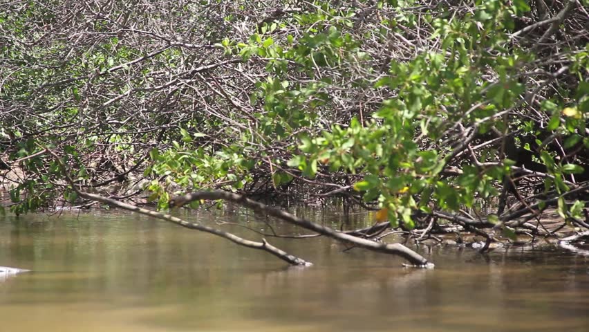 Mangrove landscape of Meaipe in Guarapari. Swamp, dry branches, green vegetation, river, muddy water, mud.