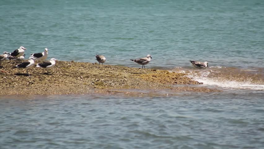 Seagulls on the rocks in the sea. Meaipe beach, blue sky, calm blue sea water, sunny day, nature.