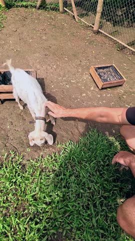 Overhead POV showing a candid cute interaction of a baby goat asking for attention to get petted, candid authentic moment of daily life in a homestead farm