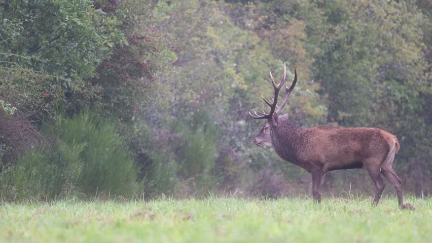 Red deer stag bellowing and listening on a plain in light rain during the rut. Cervus elaphus, Sologne, Loiret 45, région Centre Val de Loire, France, European Union, Europe