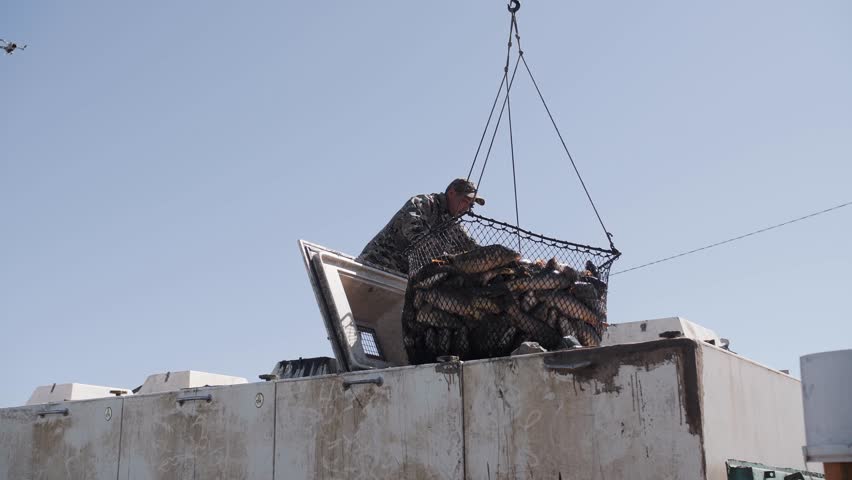 Worker loading fresh fish into transport container.