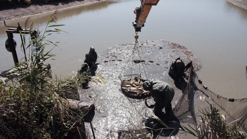 Fishing Workers Harvesting Large Fish From Pond With Crane