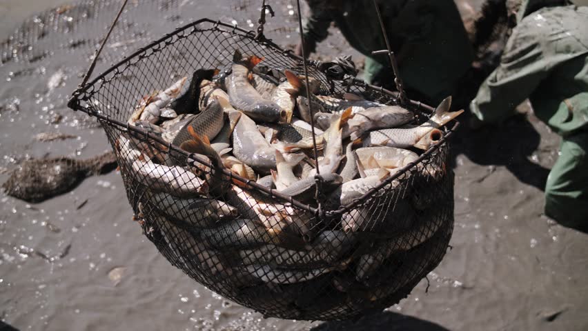 Successful Fishermen Collecting Fish From Net With Catch