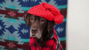 video portrait of a chocolate Labrador in red knitted hat. cute pet in a red shirt looks at the camera. A pet in clothes is sitting on a carpet on a blue background. Christmas decoration. - Powered by Shutterstock - Get 15% off with code: PIKWIZARD15