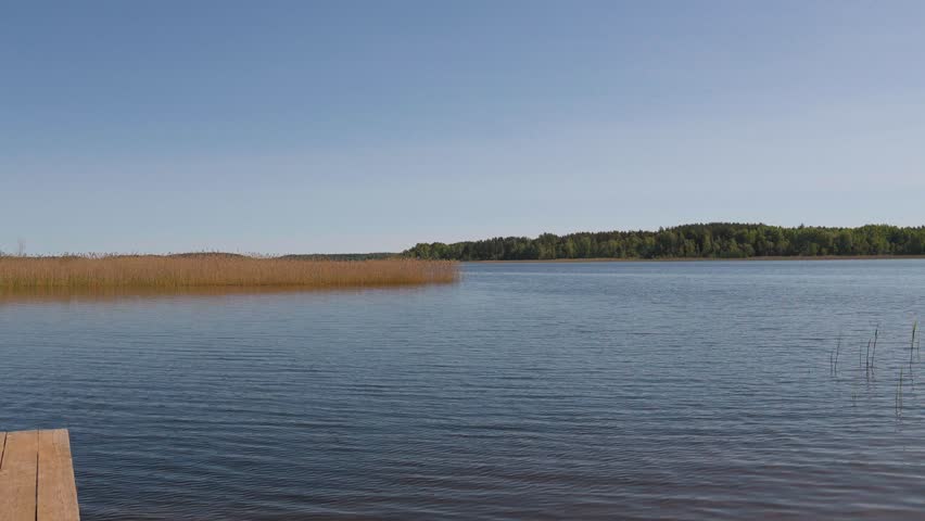 Beautiful tranquil landscape of a lake with blue water gently rippling under a clear sky, featuring dry reeds on the shore and a distant green forest on the horizon on a peaceful sunny day