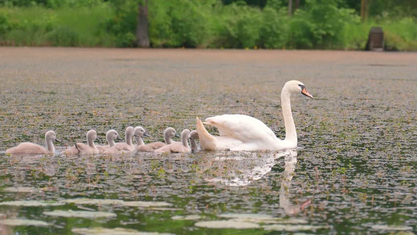 Beautiful white mother swan elegantly swimming on a calm pond, guiding her large brood of fluffy grey cygnets in a line behind her through the tranquil water surrounded by lush green foliage