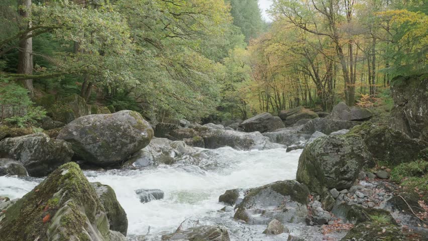 Autumn leaves floating on the wind in a wooded gorge with white water