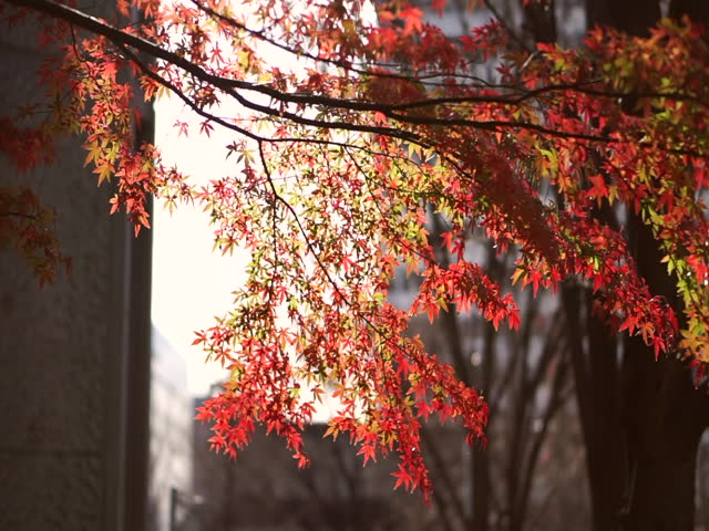 Red maple Autumn leaves in middle of Metro Tokyo city prime time to travel