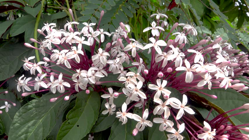 Philippine glorybower (Clerodendrum quadriloculare) surroundings of a tropical village on the island of Borneo, Malaysia