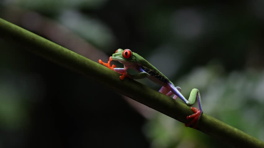 Red-eyed tree frog in Costa Rica 