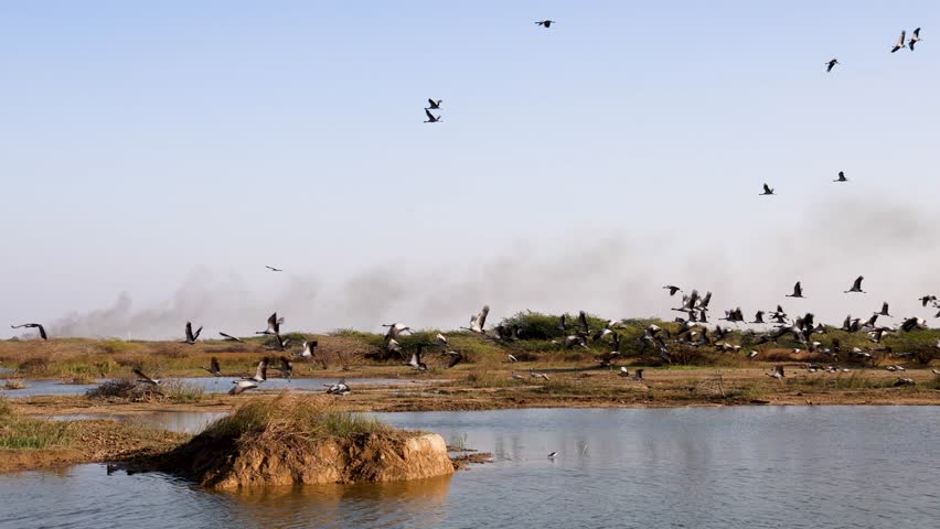 flock of birds flying over wetland landscape during sunny afternoon