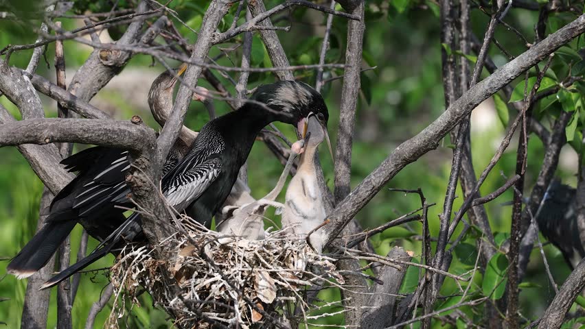 An anhinga nest in Florida 