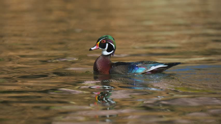 A male wood duck in a creek